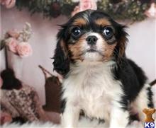 cavalier king charles spaniel puppy posted by novicplx