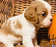 cavalier king charles spaniel puppy posted by novicplx