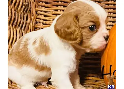 Cavalier King Charles Spaniel