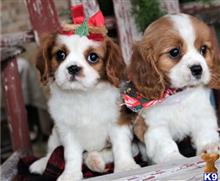 cavalier king charles spaniel puppy posted by novicplx