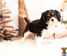 cavalier king charles spaniel puppy posted by novicplx