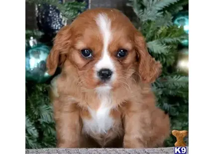 Cavalier King Charles Spaniel