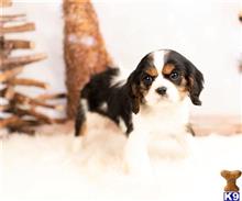 cavalier king charles spaniel puppy posted by novicplx