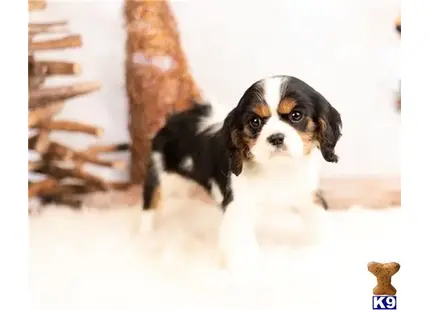 Cavalier King Charles Spaniel