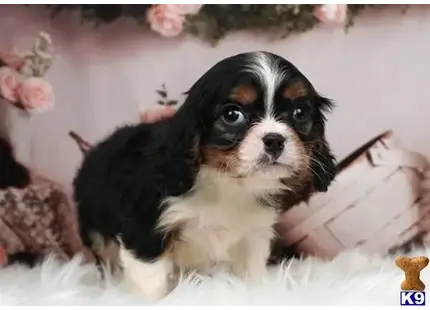 Cavalier King Charles Spaniel