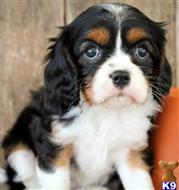 cavalier king charles spaniel puppy posted by novicplx
