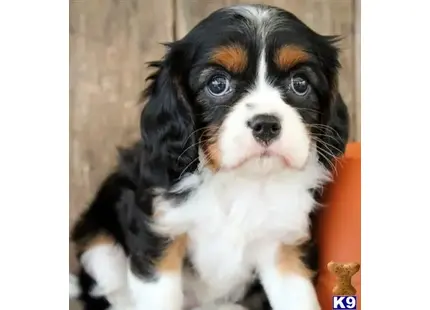 Cavalier King Charles Spaniel