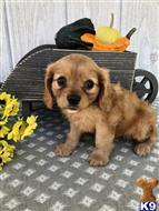 cavalier king charles spaniel puppy posted by novicplx