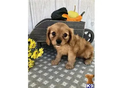 Cavalier King Charles Spaniel