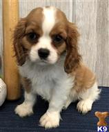 cavalier king charles spaniel puppy posted by novicplx