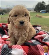 goldendoodles puppy posted by novicplx