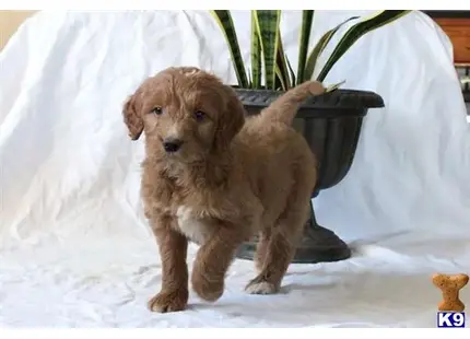 a goldendoodles puppy standing next to a plant