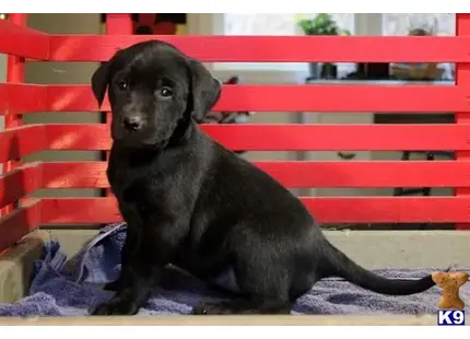 Labrador Retriever