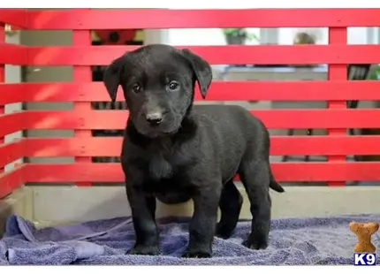 Labrador Retriever