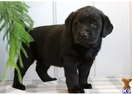 Labrador Retriever