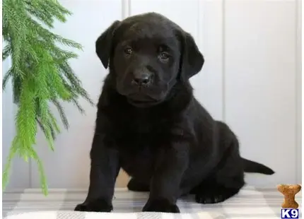 Labrador Retriever