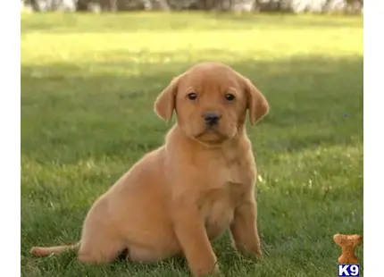 Labrador Retriever