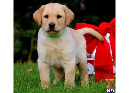 Labrador Retriever