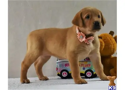 Labrador Retriever