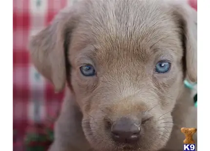 Labrador Retriever