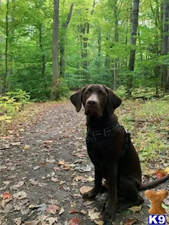 Labrador Retriever stud dog