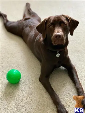 Labrador Retriever stud dog