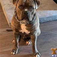 Major available American Bulldog puppy located in DALLAS
