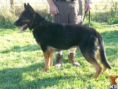 German Shepherd stud dog