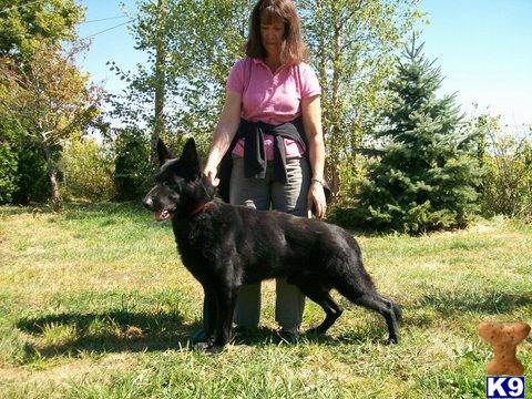German Shepherd puppy for sale