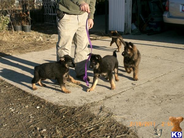 German Shepherd puppy for sale