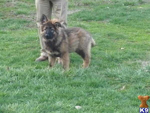 German Shepherd puppy for sale