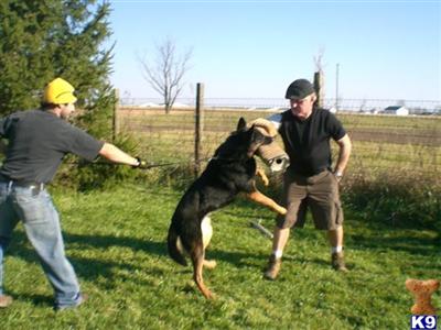 German Shepherd stud dog
