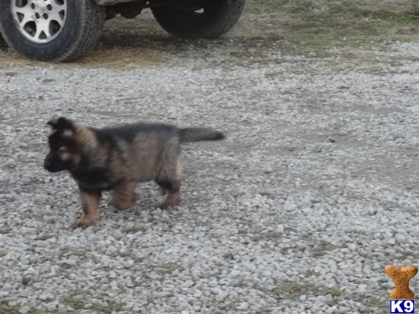 German Shepherd puppy for sale