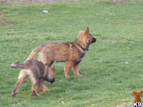 German Shepherd puppy for sale