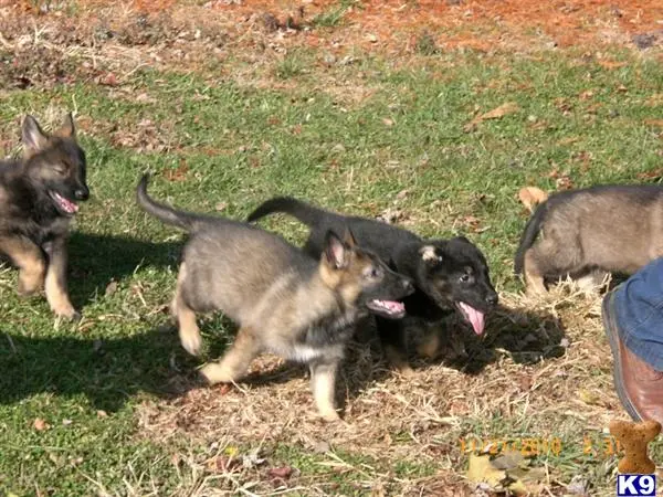 German Shepherd puppy for sale