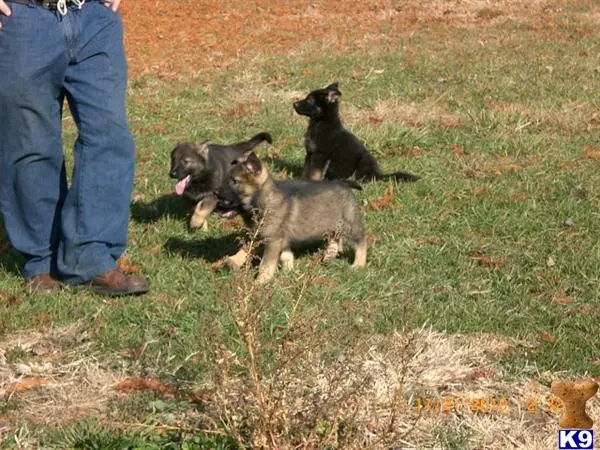 German Shepherd puppy for sale