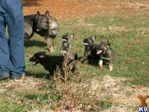 German Shepherd puppy for sale