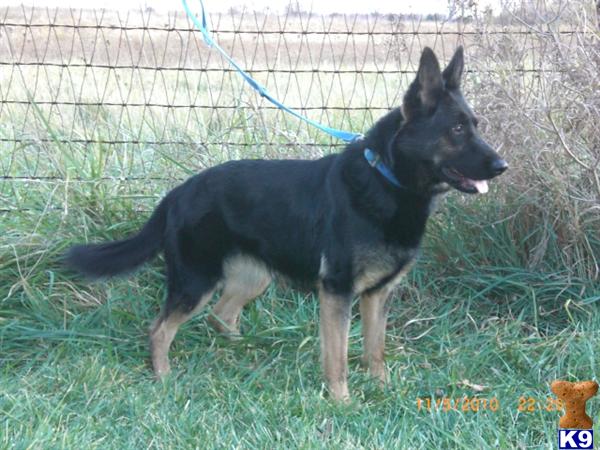 German Shepherd stud dog