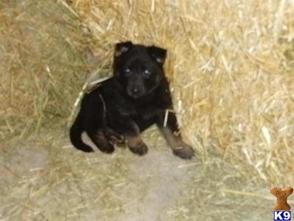 German Shepherd puppy for sale