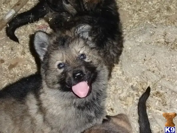 German Shepherd puppy for sale