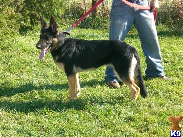 German Shepherd