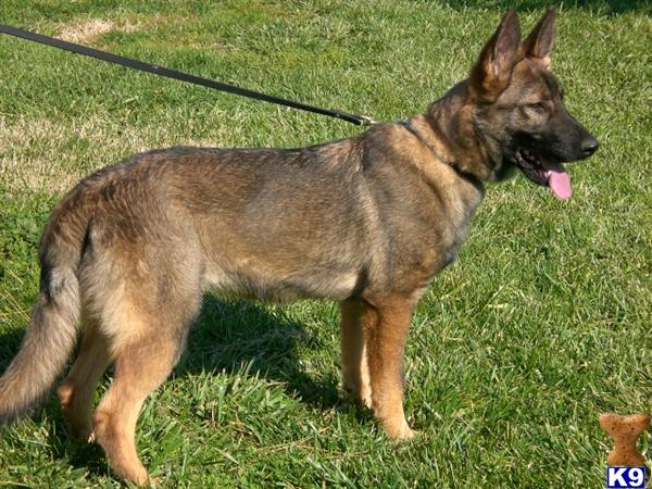 German Shepherd dog