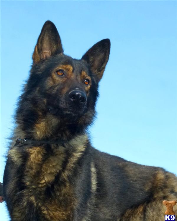 German Shepherd stud dog