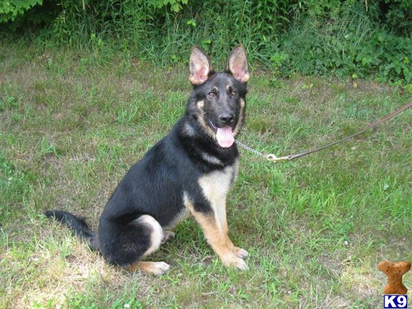 German Shepherd