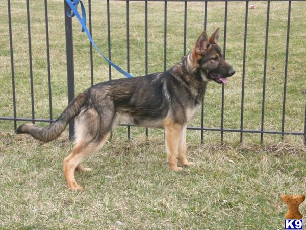 German Shepherd