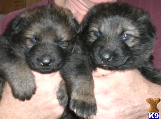 two german shepherd puppies lying on a blanket