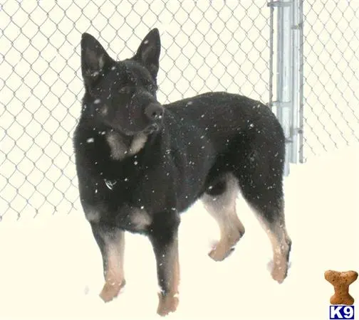 German Shepherd stud dog