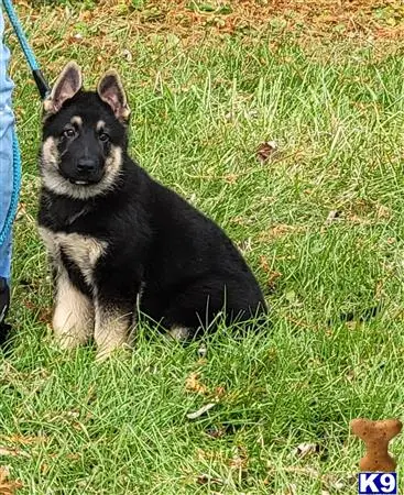 German Shepherd puppy for sale