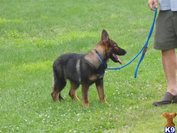 German Shepherd puppy for sale