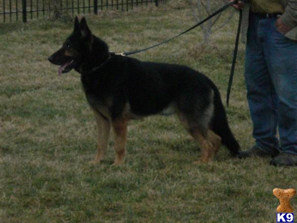 German Shepherd stud dog